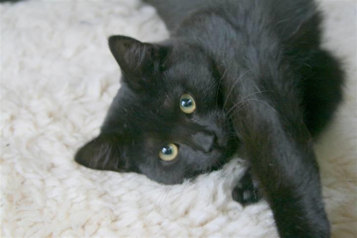 Huskat No-name billede 3