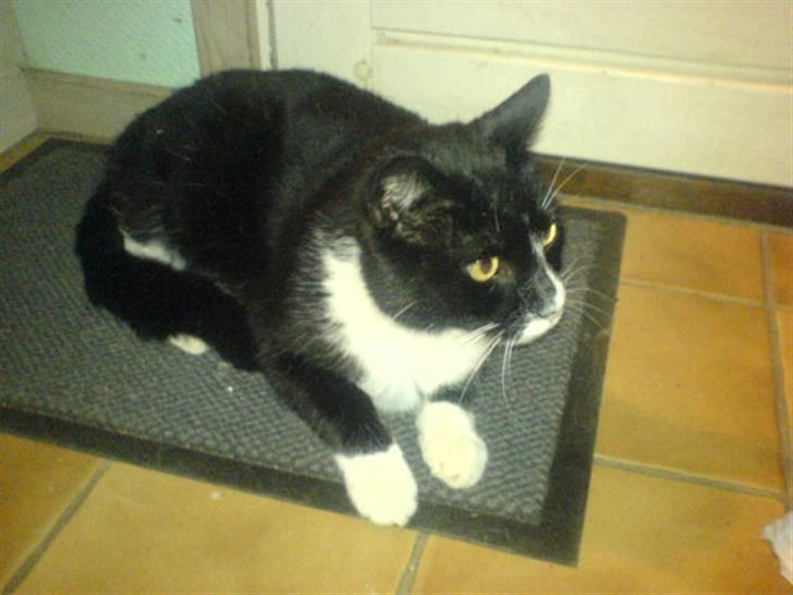 Huskat Misser - R.I.P. ( Veninde's kat) billede 9