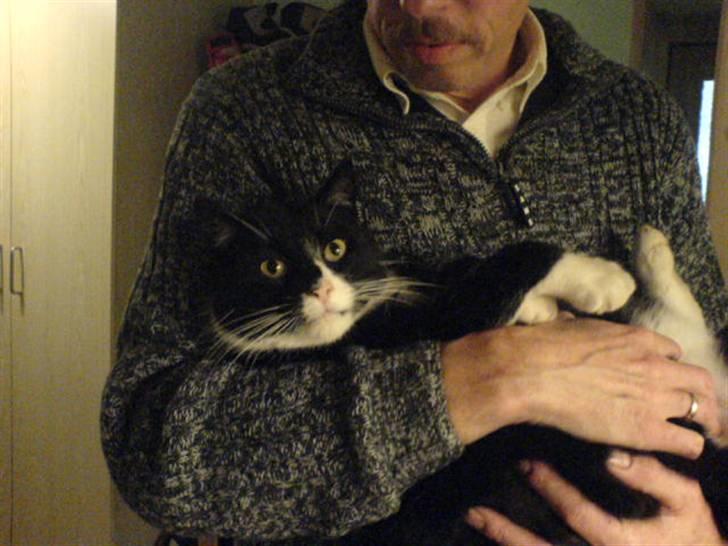 Huskat Misser - R.I.P. ( Veninde's kat) billede 10