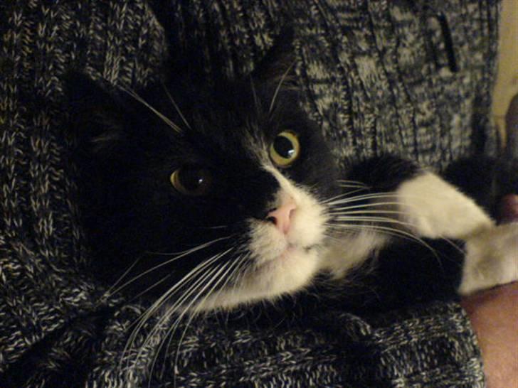 Huskat Misser - R.I.P. ( Veninde's kat) billede 11