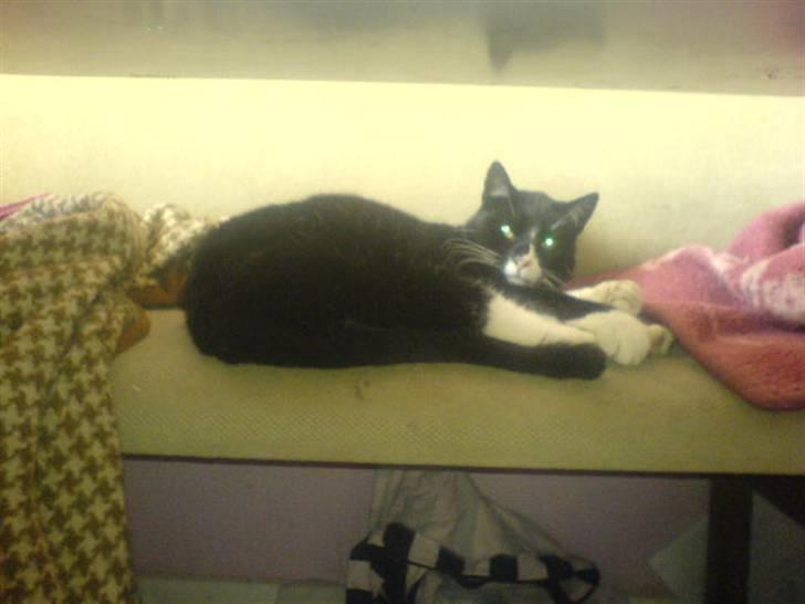 Huskat Misser - R.I.P. ( Veninde's kat) billede 12