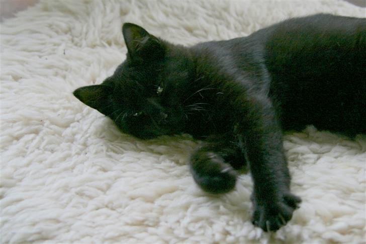 Huskat No-name billede 4