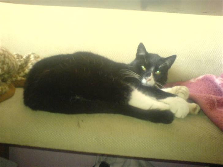 Huskat Misser - R.I.P. ( Veninde's kat) billede 13