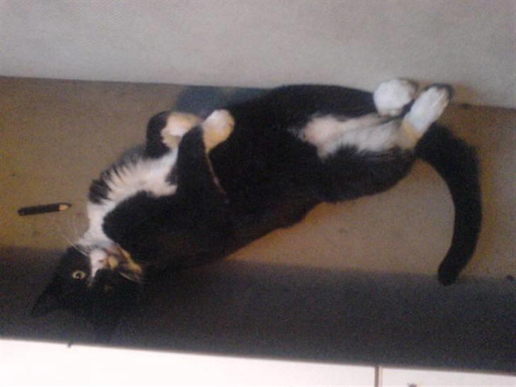 Huskat Misser - R.I.P. ( Veninde's kat) billede 14