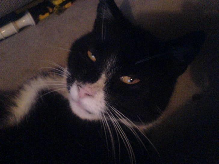 Huskat Misser - R.I.P. ( Veninde's kat) billede 15