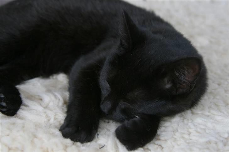 Huskat No-name billede 5