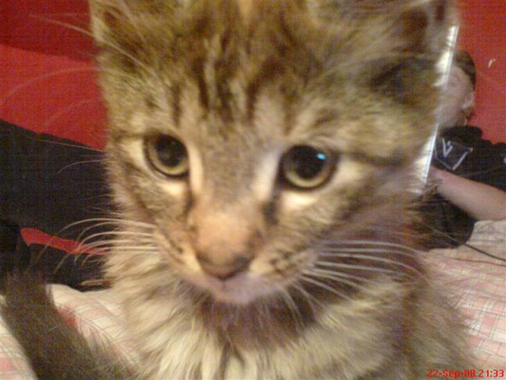 {{currentPhoto.altText}} billede {{currentPhoto.number}}