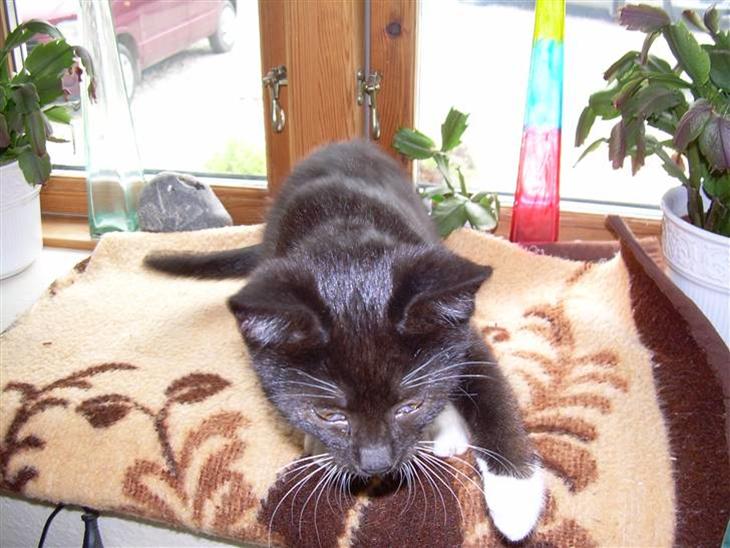 {{currentPhoto.altText}} billede {{currentPhoto.number}}