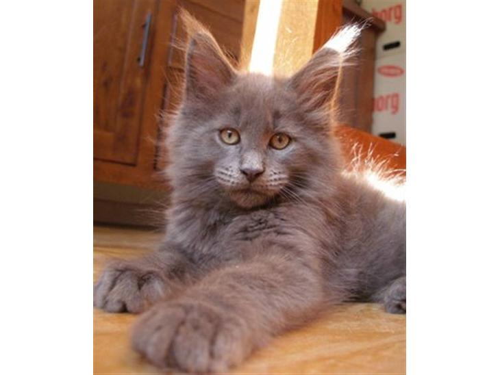 Maine Coon Micharlo's Duan Sardor billede 1