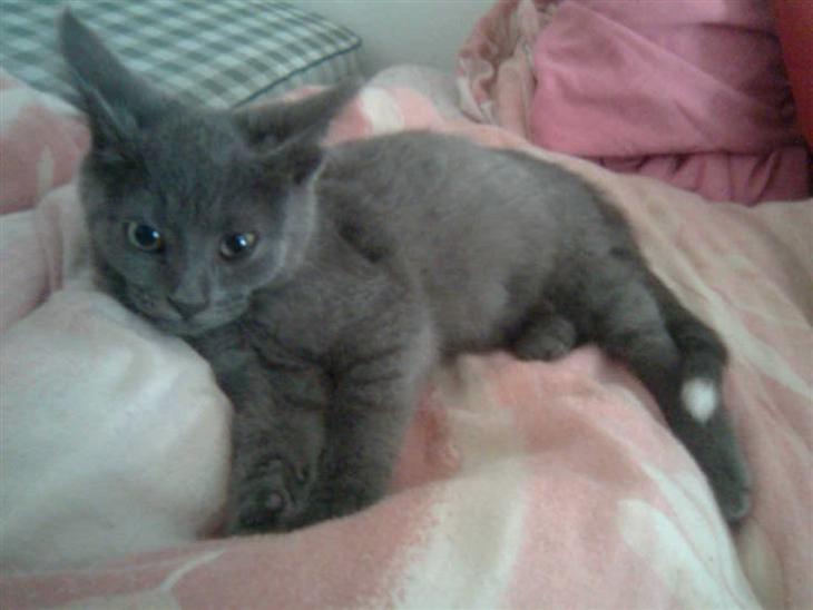 Huskat Baby R.I.P billede 1