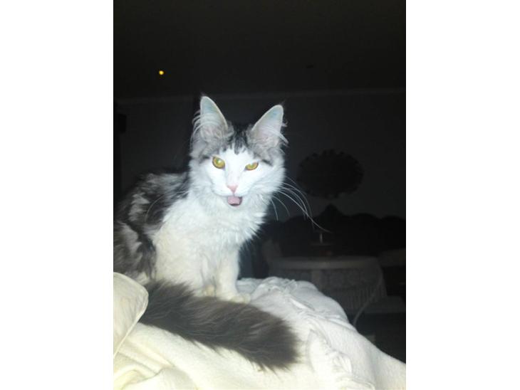 Maine Coon Bacardi - Bare godt fanget det billede. billede 1
