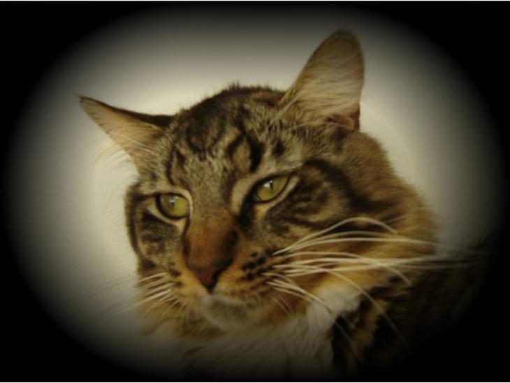 Maine Coon Nemo - Hej velkommen til min profil:-) billede 1