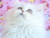 Perser Princess Chloe