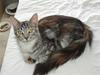 Maine Coon Silje