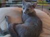 Russian Blue Mille
