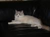 Ragdoll Dk's Ibils Abir