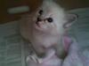 Ragdoll Dk's Ibils Basima