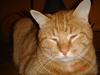 Huskat Garfield