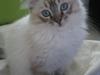 Ragdoll Diva