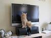 Maine Coon bastian