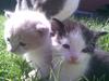 Huskat dingse :') <33 solgt