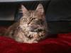 Maine Coon Tulle