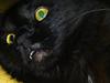 Maine Coon »Fillipa