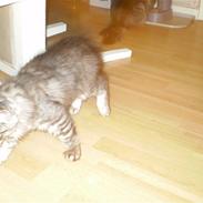 Norsk Skovkat kaiser