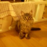 Norsk Skovkat kaiser