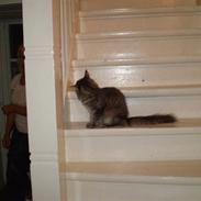 Norsk Skovkat kaiser