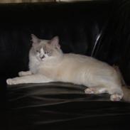 Ragdoll Dk's Ibils Abir