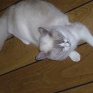 Ragdoll Dk's Ibils Abir