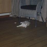 Ragdoll Dk's Ibils Abir