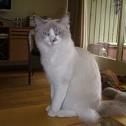 Ragdoll Dk's Ibils Abir