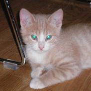 Blanding af racer Chillie