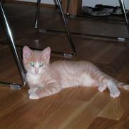 Blanding af racer Chillie