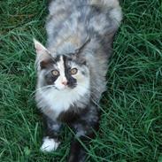 Maine Coon Aia
