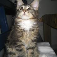Maine Coon Monster (Mons)