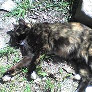 Blanding af racer Nala