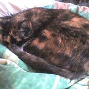 Blanding af racer Nala
