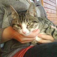 Blanding af racer Lotte