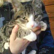 Blanding af racer Lotte