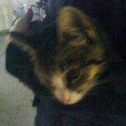 Blanding af racer Lotte