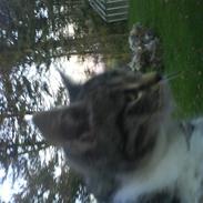 Blanding af racer Lotte