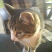 Blanding af racer Lotte