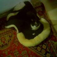 Huskat Dullie