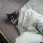 Huskat Dullie