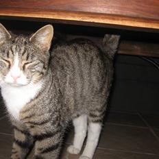 Blanding af racer Karsten