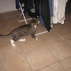 Blanding af racer Karsten