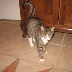 Blanding af racer Karsten